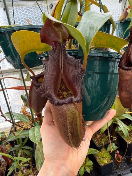 Nepenthes nebularum: A fully aged pitcher, the peristome darkened to a deep rusty red and the body to brown