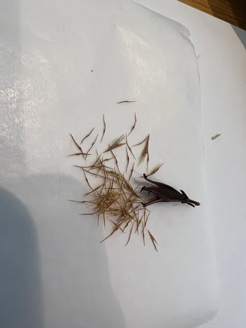 A fully ripe Nepenthes seed pod split open and ready to harvest