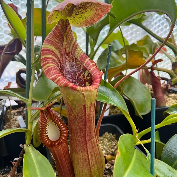 Nepenthes lowii x truncata