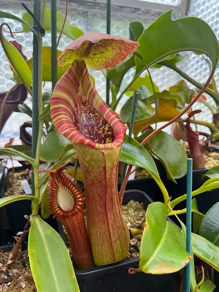 Nepenthes lowii x truncata: A huge pitcher on my mature specimen. This one has just started vining, and subsequent pitchers exhibited an even wider pitcher mouth