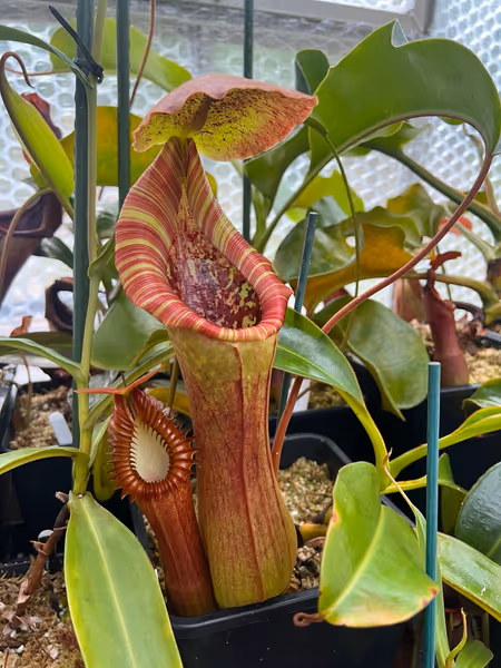 Nepenthes lowii x truncata: A huge pitcher on my mature specimen. This one has just started vining, and subsequent pitchers exhibited an even wider pitcher mouth