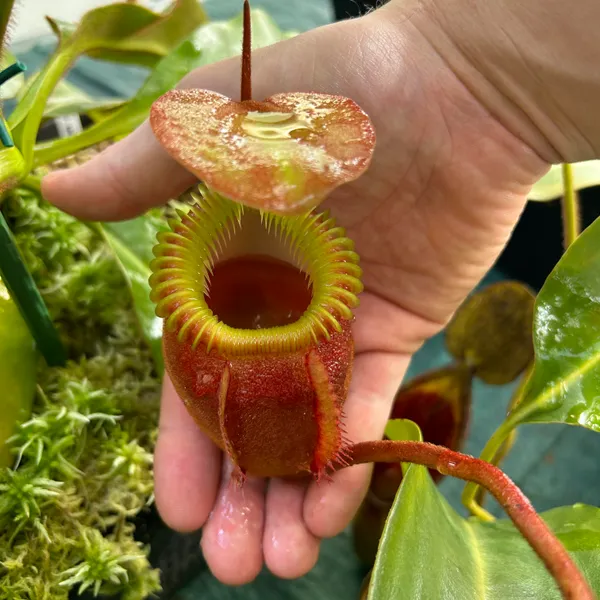 Nepenthes villosa