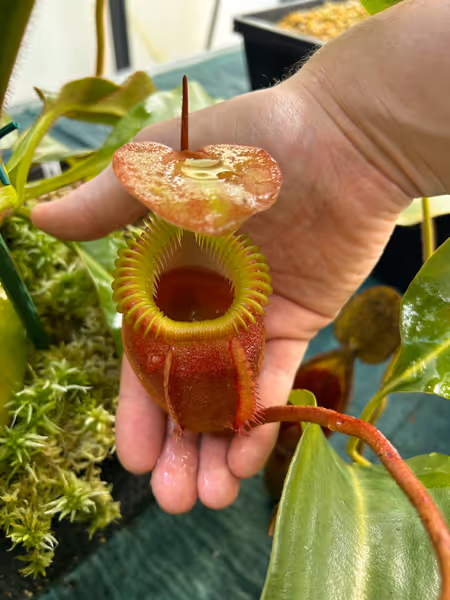 Nepenthes villosa: A large Nepenthes villosa, masterfully cultivated by a friend of mine