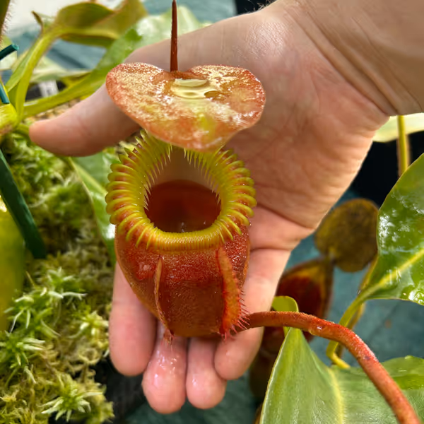 Nepenthes villosa