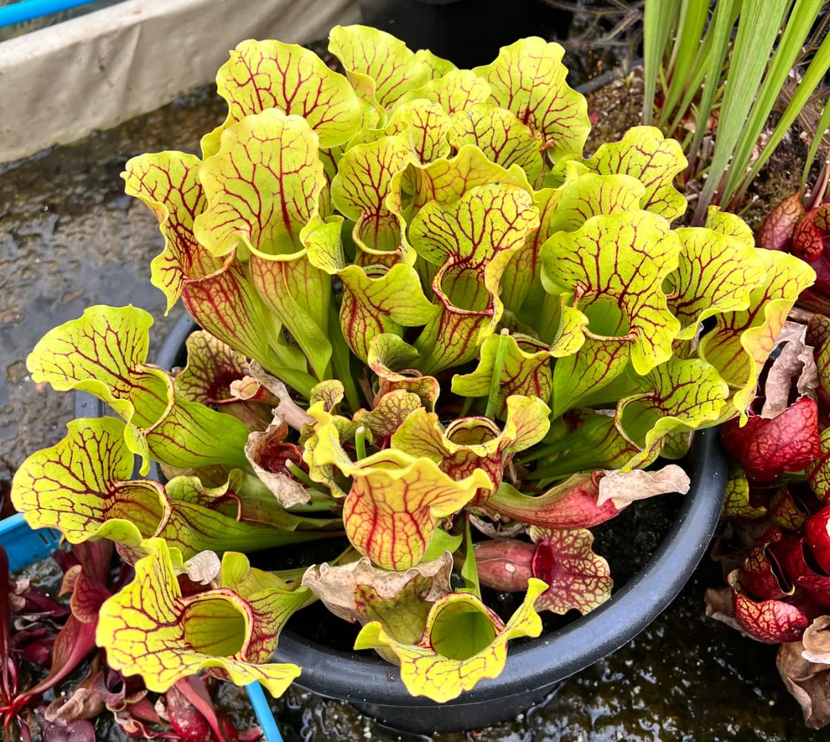 A large pot of Sarracenia purpurea sat in an inch of water.