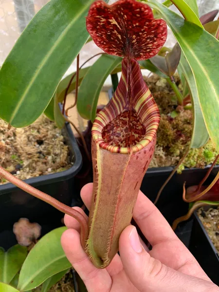 Nepenthes (lowii x veitchii) x burbidgeae: A less vibrantly colored pitcher, produced during the height of summer when nights get warm.