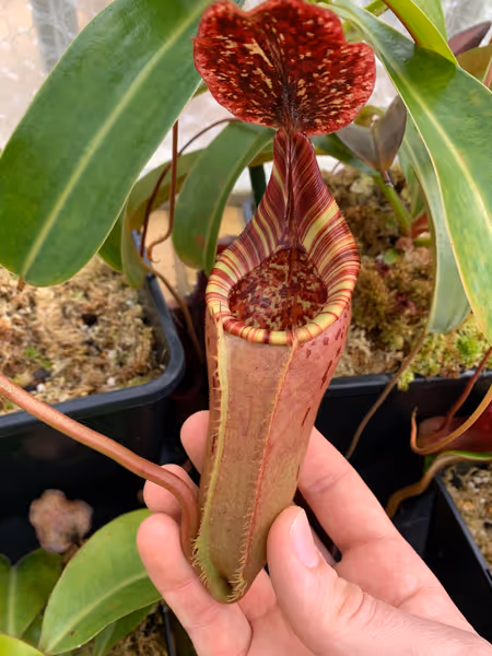 Nepenthes (lowii x veitchii) x burbidgeae: A less vibrantly colored pitcher, produced during the height of summer when nights get warm
