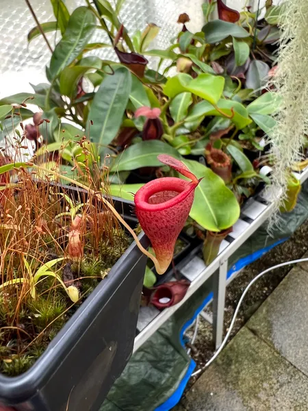 Nepenthes jamban: A lower pitcher on an N. jamban seedling - these have a far less dramatic shape.