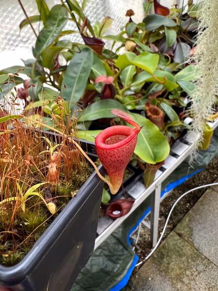 Nepenthes jamban: A lower pitcher on an N. jamban seedling - these have a far less dramatic shape