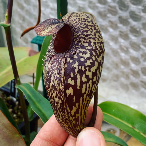 Nepenthes aristolochioides: A lower pitcher on my N. aristolochioides