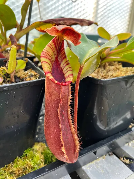 Nepenthes lowii x truncata: A lower pitcher on my larger plant, as it was several years ago. This one has always had red lower pitchers