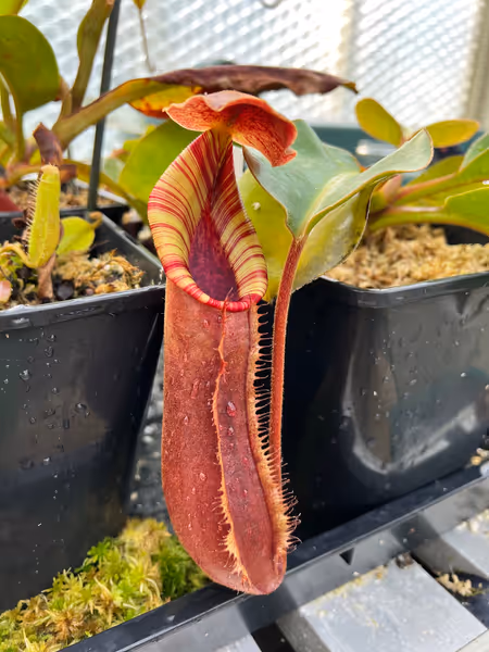 Nepenthes lowii x truncata: A lower pitcher on my larger plant, as it was several years ago. This one has always had red lower pitchers
