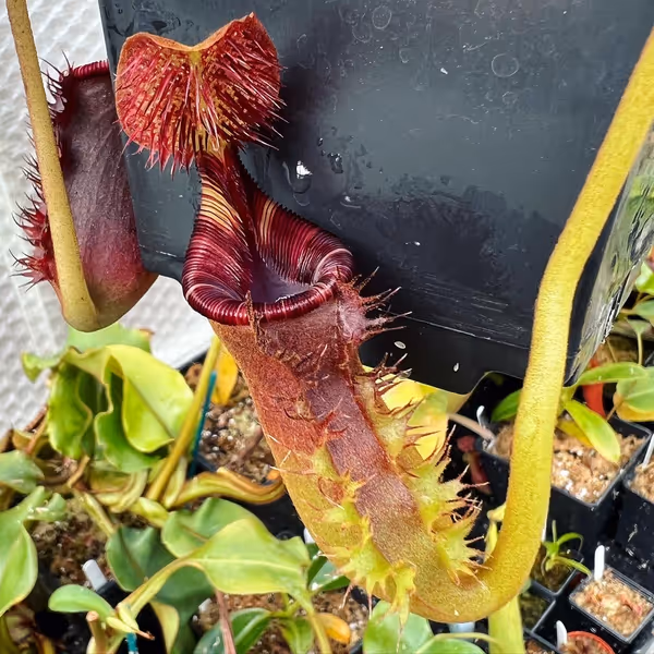 Nepenthes lowii: A lower pitcher. Look at those lid hairs!
