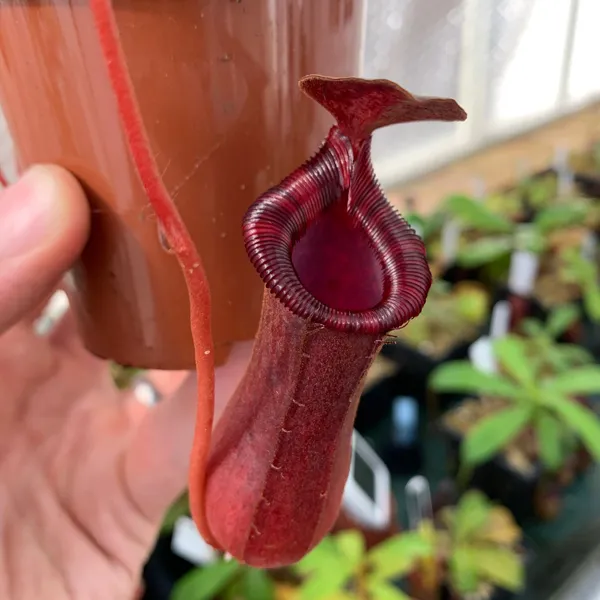 Nepenthes lowii x ventricosa: A lower pitcher.