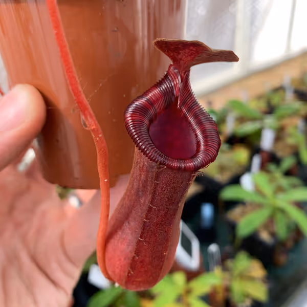 Nepenthes lowii x ventricosa: A lower pitcher