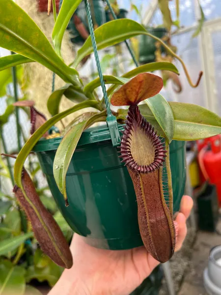 Nepenthes hamata x edwardsiana: A magnificent hybrid!