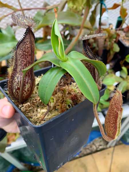 Nepenthes hamata: A nice bushy cutting of Nepenthes hamata