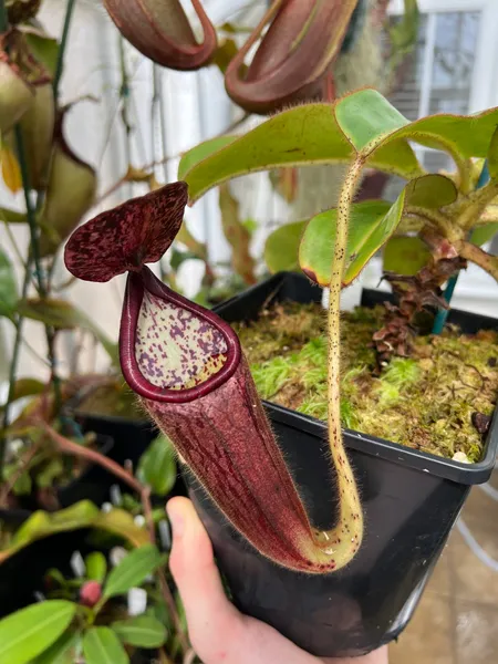 Nepenthes glandulifera: A nice hairy pitcher on my N. glandulifera, BE-3879