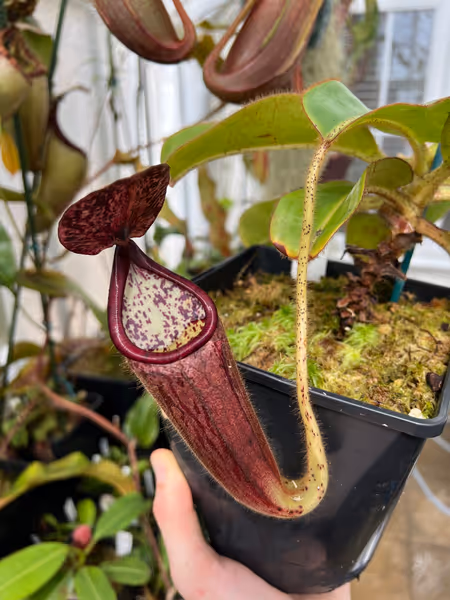 Nepenthes glandulifera: A nice hairy pitcher on my N. glandulifera, BE-3879