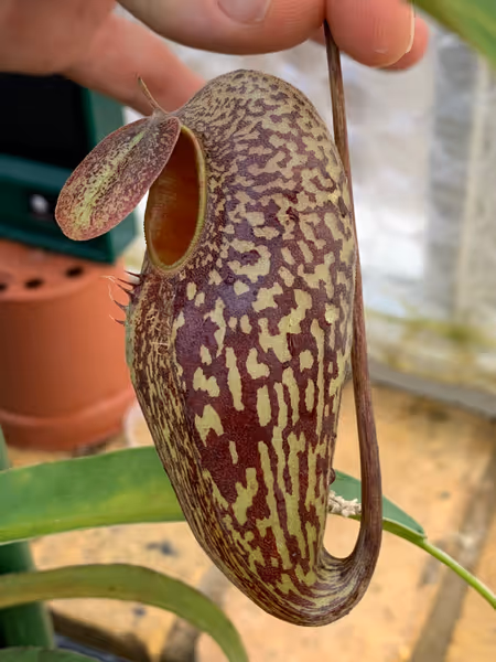 Nepenthes aristolochioides: A nice lower pitcher on one of my seed-grown N. aristolochioides