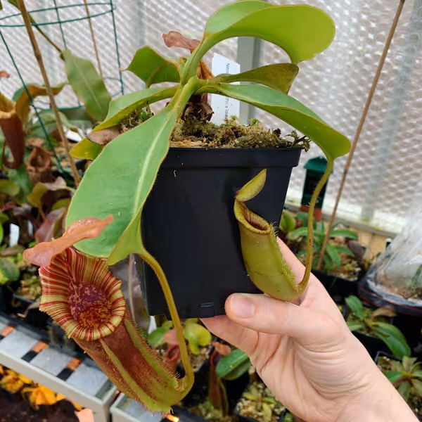 Nepenthes veitchii x lowii: A rooted basal from my larger plant
