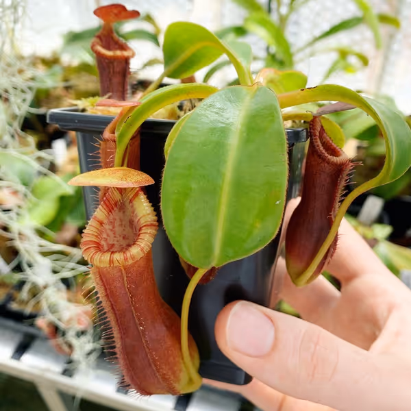 Nepenthes lowii x edwardsiana: A seedling of N. lowii x edwardsiana 'EP' - this is how mine looked after about 6 months of owning it