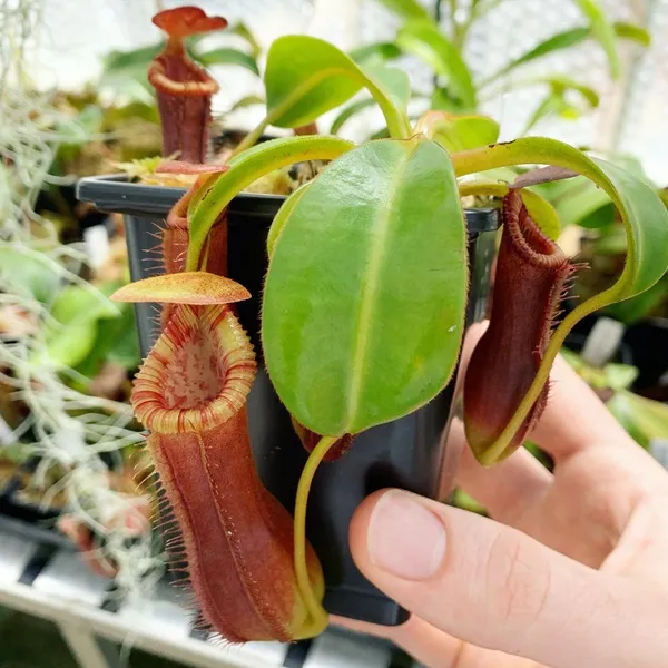 Nepenthes lowii x edwardsiana: A seedling of N. lowii x edwardsiana 'EP' - this is how mine looked after about 6 months of owning it
