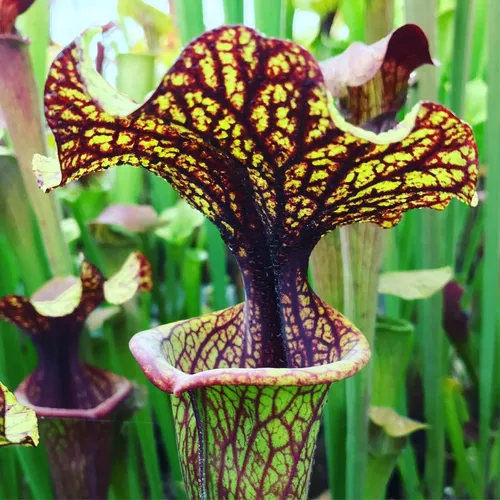 A selected form of Sarracenia x moorei, the cross between S. flava and S. leucophylla