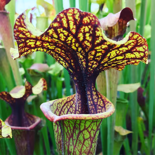 A selected form of Sarracenia x moorei, the cross between S. flava and S. leucophylla
