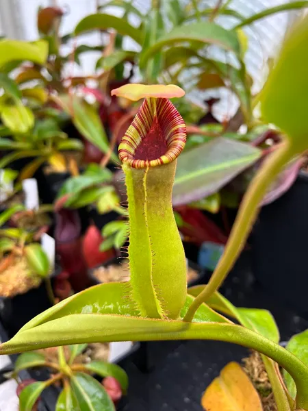Nepenthes lowii x truncata: A small pitcher on a juvenile plant - this one has a bright green pitcher body and is very reminiscent of N. lowii