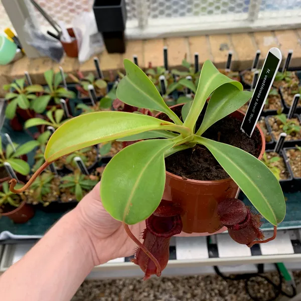 Nepenthes lowii x ventricosa: A small rooted basal, ready for sale.