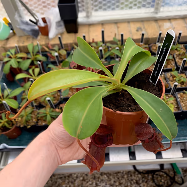Nepenthes lowii x ventricosa: A small rooted basal, ready for sale