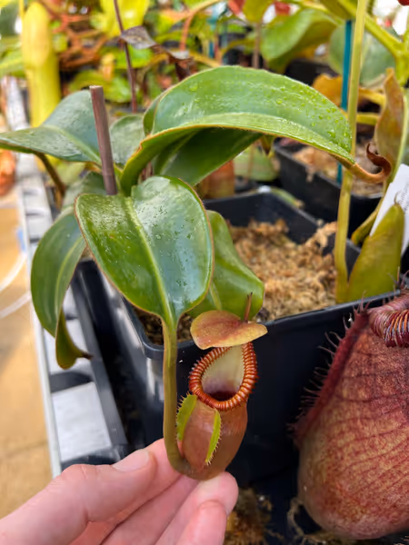 Nepenthes macrophylla: A smaller pitcher on my AW plant, produced when daylight was dim