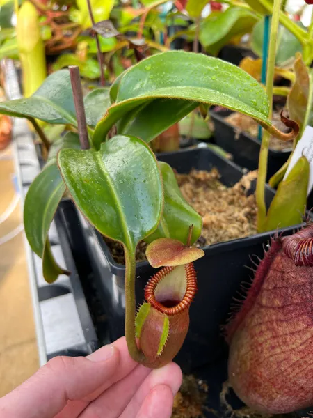 Nepenthes macrophylla: A smaller pitcher on my AW plant, produced when daylight was dim