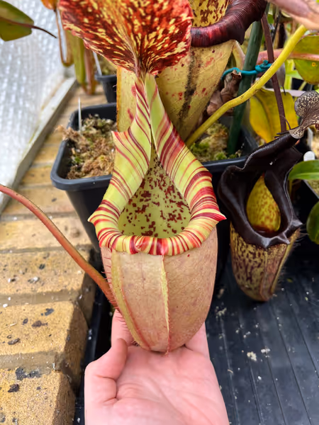 Nepenthes veitchii x burbidgeae: A smaller spring pitcher on my plant from Exotica in Australia