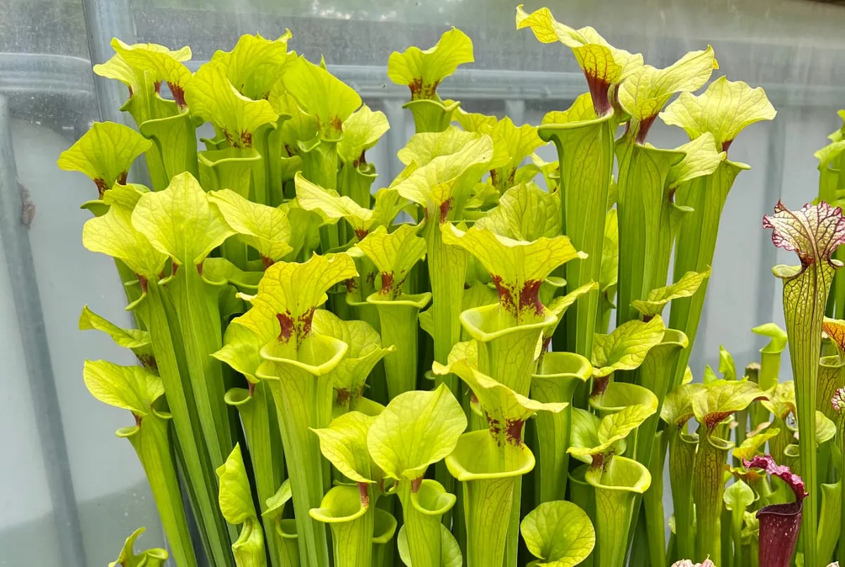 A thatch of Sarracenia flava var. rugelii, the cutthroat pitcher plant.