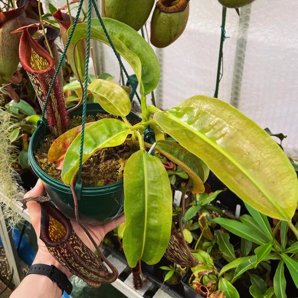 Nepenthes maxima: A very attractive form of the species! This is a long-discontinued clone from a nursery in Holland