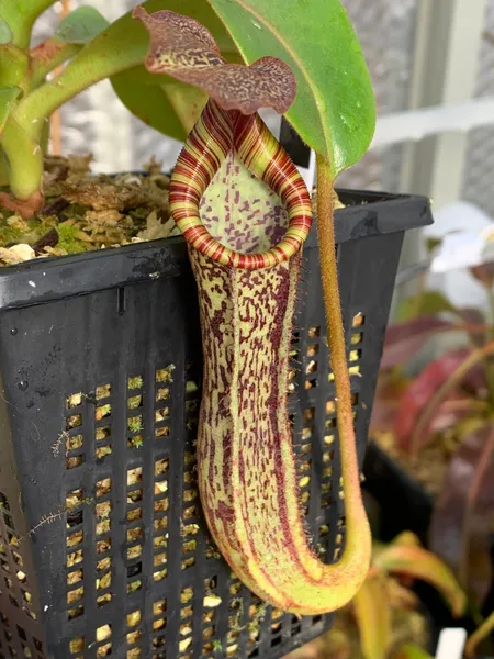 Nepenthes maxima x vogelii: A young plant, only a year or two after I bought it as a seedling.