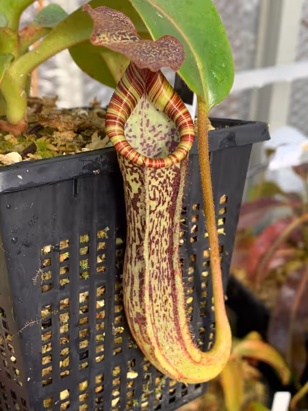 Nepenthes maxima x vogelii: A young plant, only a year or two after I bought it as a seedling