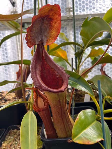 Nepenthes lowii x truncata: An aged pitcher on my largest plant - note the dark red peristome and exudate produced on the underside of the lid