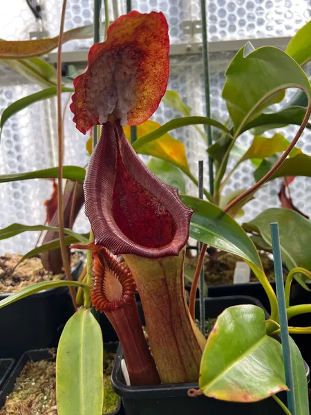 Nepenthes lowii x truncata: An aged pitcher on my largest plant - note the dark red peristome and exudate produced on the underside of the lid