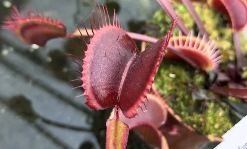 An all-red cultivar of the Venus flytrap awaiting its next meal.