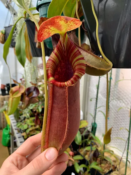 Nepenthes spathulata x lowii: An all-red pitcher on this brilliant cross.
