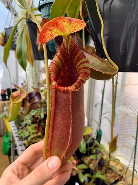 Nepenthes spathulata x lowii: An all-red pitcher on this brilliant cross