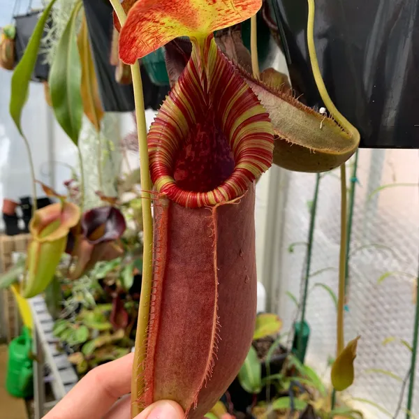 Nepenthes spathulata x lowii