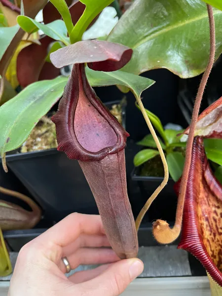 Nepenthes lingulata x truncata: An older pitcher - look how dark they get!