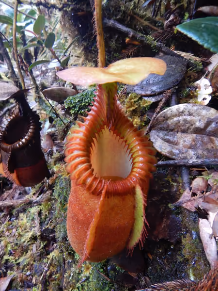 Nepenthes villosa: An upper pitcher on N. villosa on Mt Kinabalu, photographed by the late Christophe Maerten