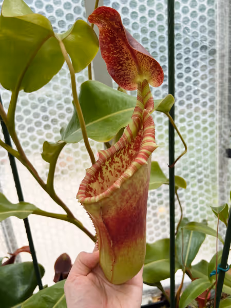 Nepenthes veitchii x lowii: An upper pitcher on my AW plant