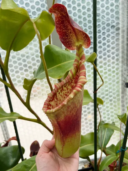 Nepenthes veitchii x lowii: An upper pitcher on my AW plant