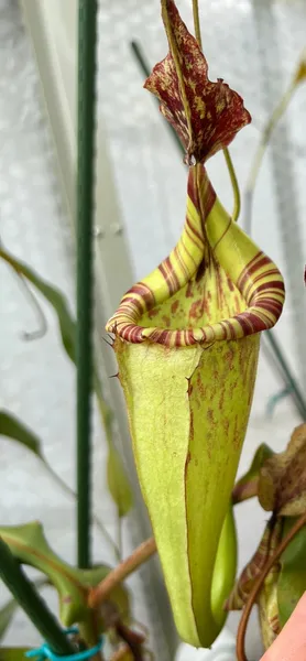 Nepenthes maxima: An upper pitcher on the same BE clone